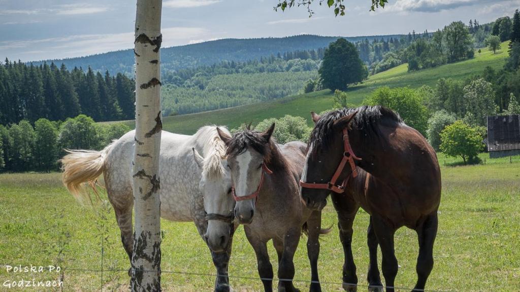 Villasol Polanica-Zdrój Exteriör bild